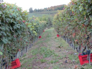 Fossati vineyard Sept 30, 2010
