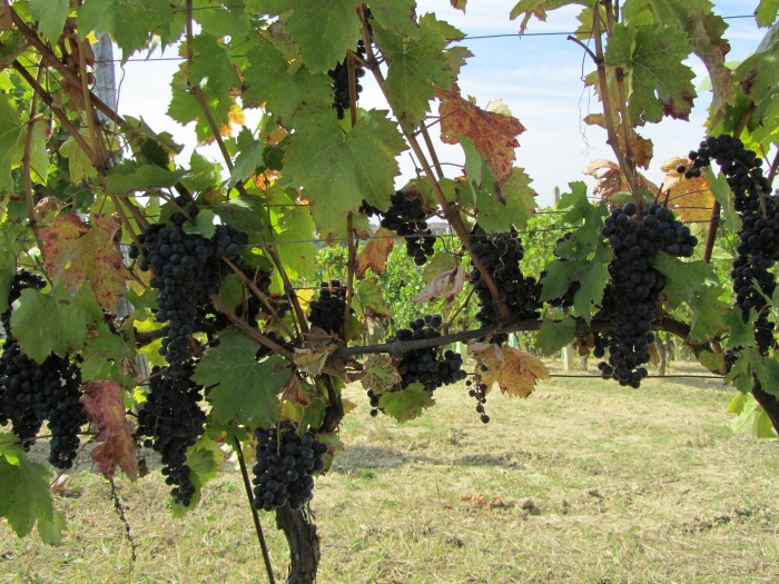 Ruche grapes