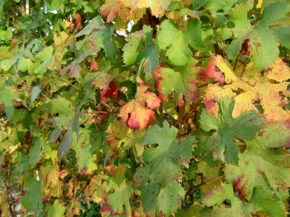 foglie in Dogliani. ott 2012
