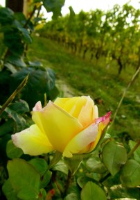 rosa gialla in Dogliani