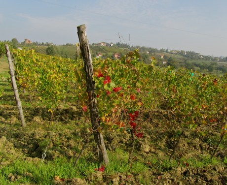 vines in Tortona