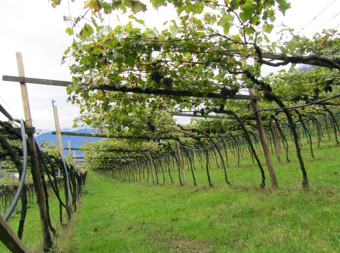 Pergola-trained vines