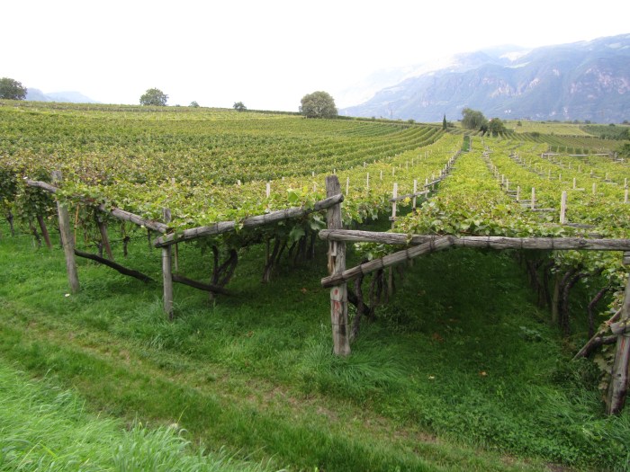 Pergola-trained vines in Alto Adige