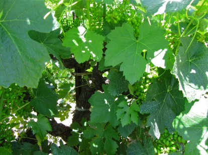 Cooper Barbera, July 22, 2012