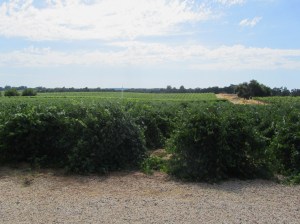 Cooper Vineyard Barbera, July 22, 2012