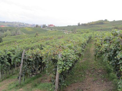 Rows of Nebbiolo and Barbera vineyards in Piemonte