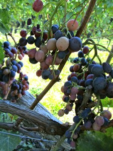 the grapes in the pergola