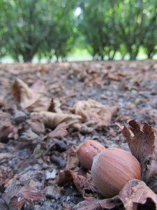 nociole in Annunziata