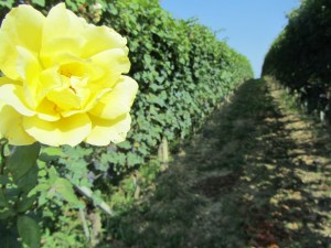 rosa gialla