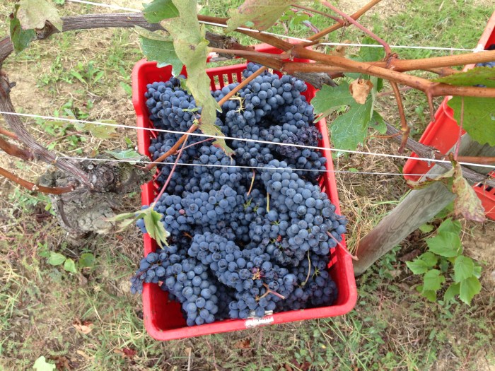 Harvest in Bricco delle Viole. OCt 4.