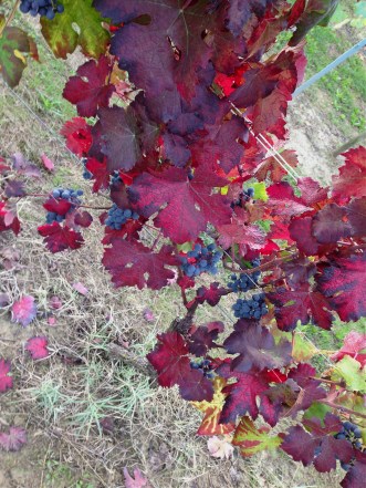 ...okay well most likely Dolcetto or Barbera. (Bricco delle Viole)