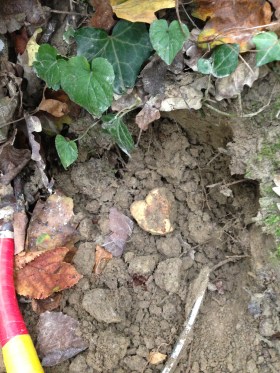 white truffle in the ground