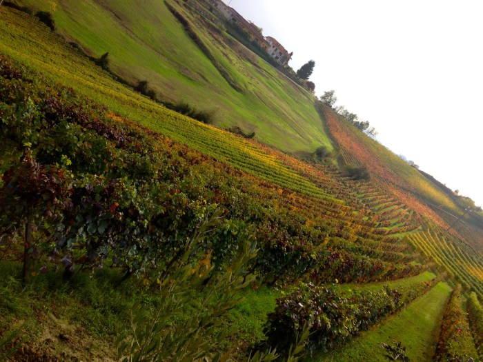 Arborina colors. Oct 25, 2013