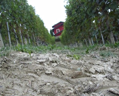 il vigneto. il fango. la cantina e casa. 12 ott 2013