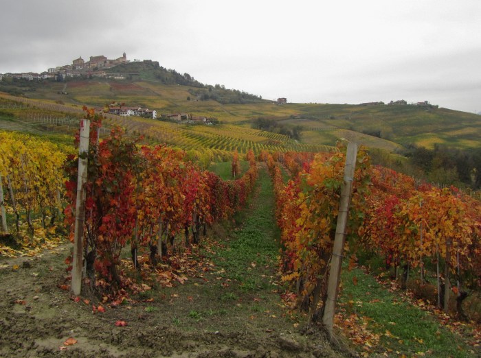 Boiolo vineyard with La Morra in the background