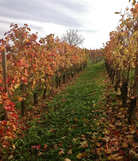 Rows in Capalot. Nov 1, 2013