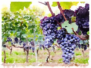 Painted in Waterlogue