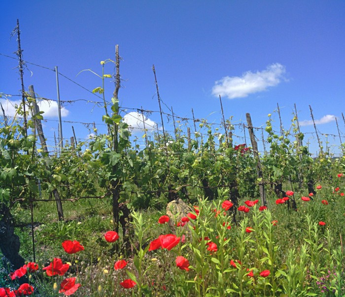 Wild poppies among the Nebbiolo