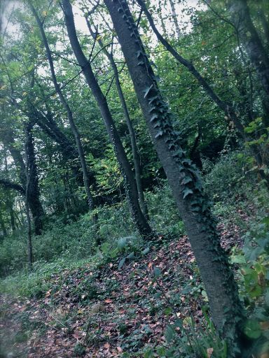 forest about Bricco delle Viole