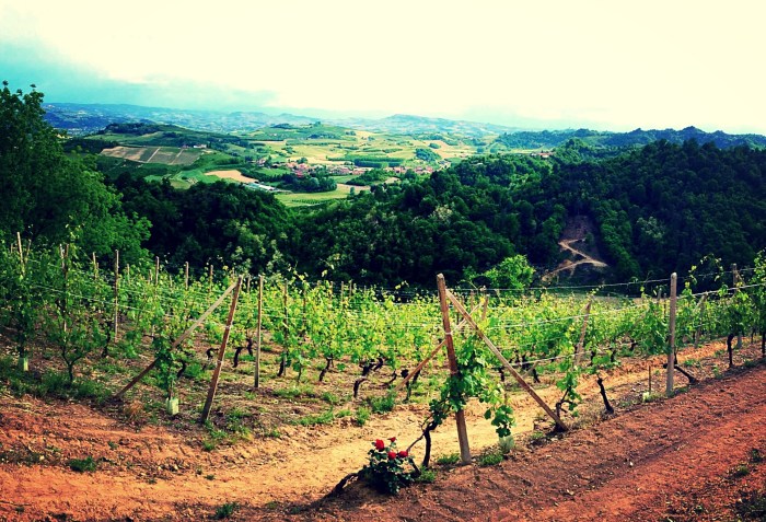 Valmaggiore Vineyard in Roero
