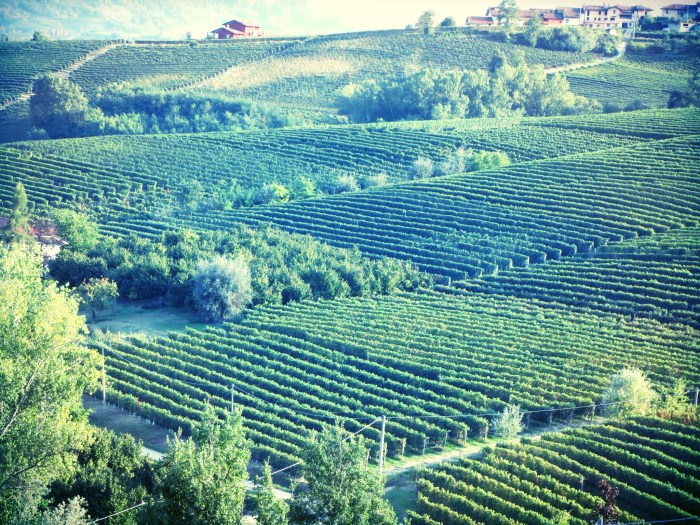 La Morra Vineyards
