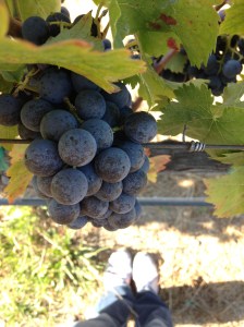 Me & the Sagrantino ... just another day in Sonoma.