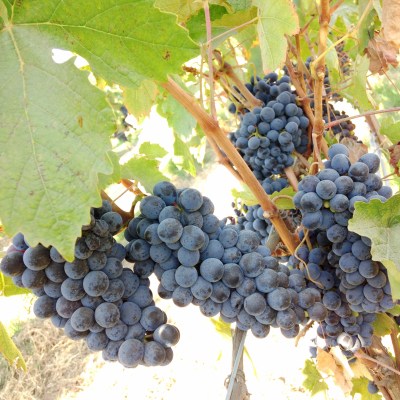 The 2014 Dry Creek Valley Barbera, Valladares Vineyard.