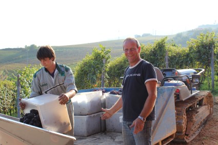 Harvest at Mauro Veglio with Mauro and Roberto, October 2014.