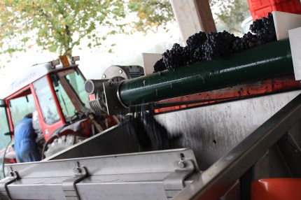 Harvest at Elio Grasso, October 2014.
