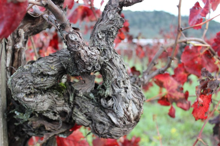 Gnarly, head-trained vines along the Silverado Trail. December 14, 2014.