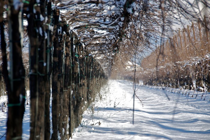 Bellussera trellis in the winter. (Photo courtesy of the winery.)