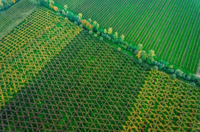 Bellussera trellises from above. (Photo courtesy of the winery.)