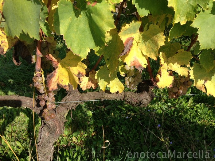Letting Ribolla hang gives its skins a chance to turn dusty purple, and for the bees to take their 