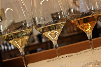 The colors of Ribolla gialla.