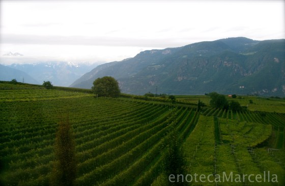 Colterenzio Vineyards. Typical pergola planting of Schiava.