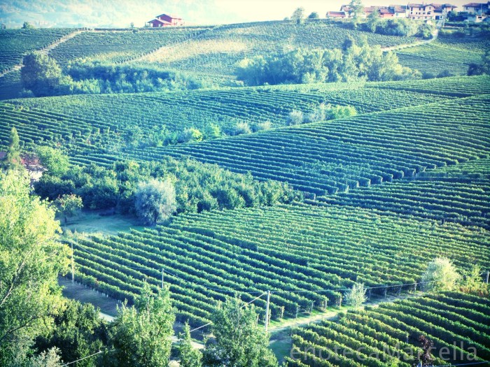 La Morra Barolo vineyards Sep 2012